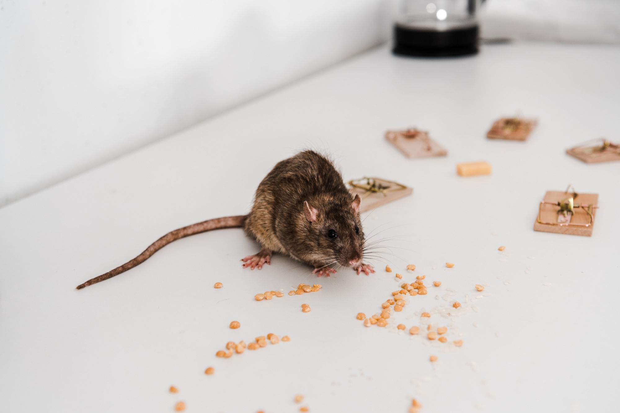 selective focus of small rat near peas and mousetraps